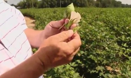 agricultores en Alabama