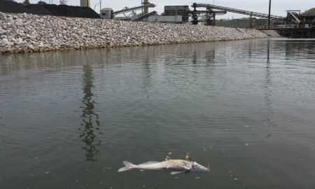 alabama power fish kill