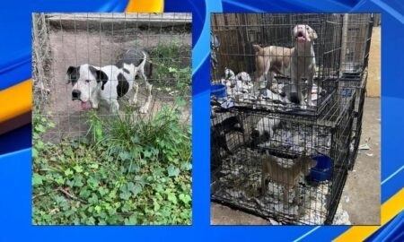 Greater Birmingham Humane Society ayuda a más de 50 perros, de una redada en un criadero de cachorros de Louisiana