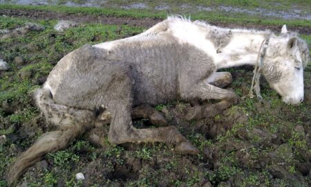 Arrestan a dueño de caballos rescatados en grave estado de desnutrición en Florida