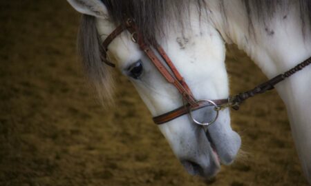 Buscan a ladrones de caballos en Florida que luego venden su carne en mercado negro