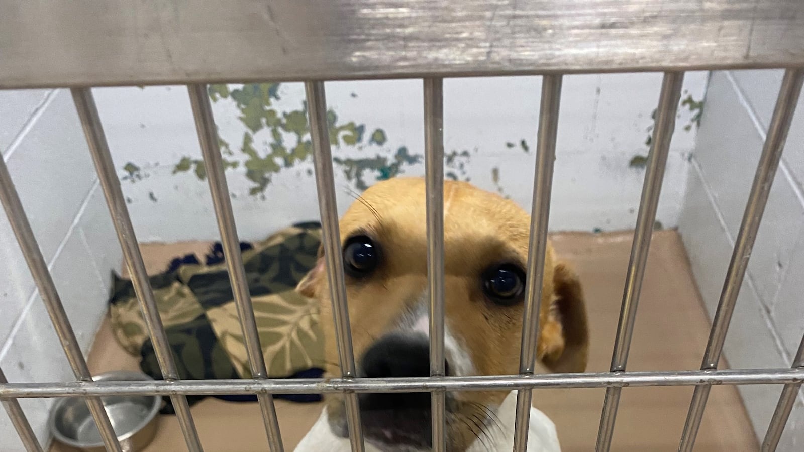 Metro Animal Shelter hace un llamado para pedir comida seca para perros