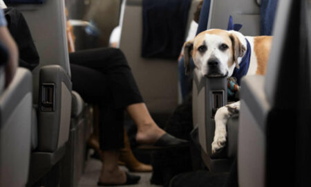 La aerolínea “Air Ladrido” se estrena como alternativa de lujo para perros
