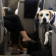 La aerolínea “Air Ladrido” se estrena como alternativa de lujo para perros