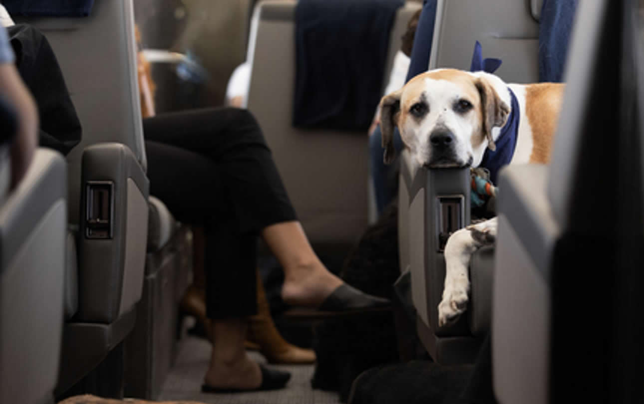 La aerolínea “Air Ladrido” se estrena como alternativa de lujo para perros