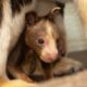 Zoológico de Miami feliz por llegada de canguro arborícola en peligro