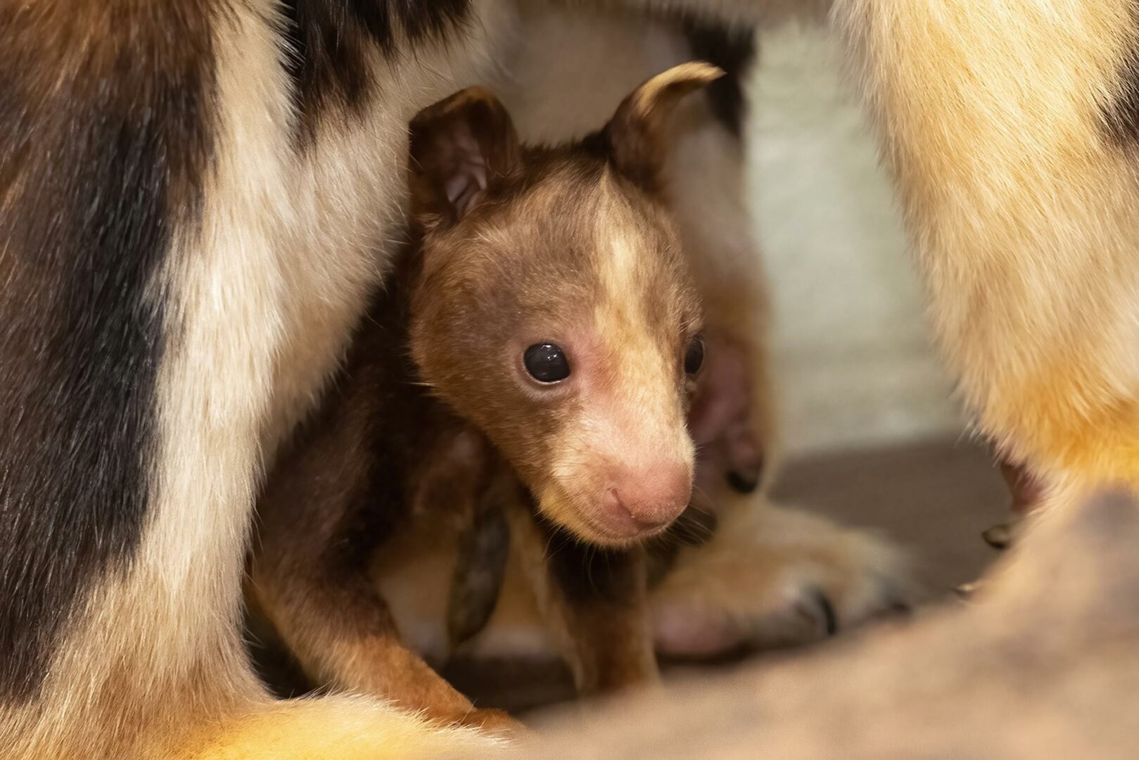 Zoológico de Miami feliz por llegada de canguro arborícola en peligro