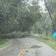 Tormentas severas causan caída de árboles en Calhoun y Etowah