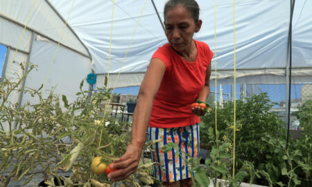 Migrantes atrapados en la frontera norte de México están cultivando sus propios alimentos