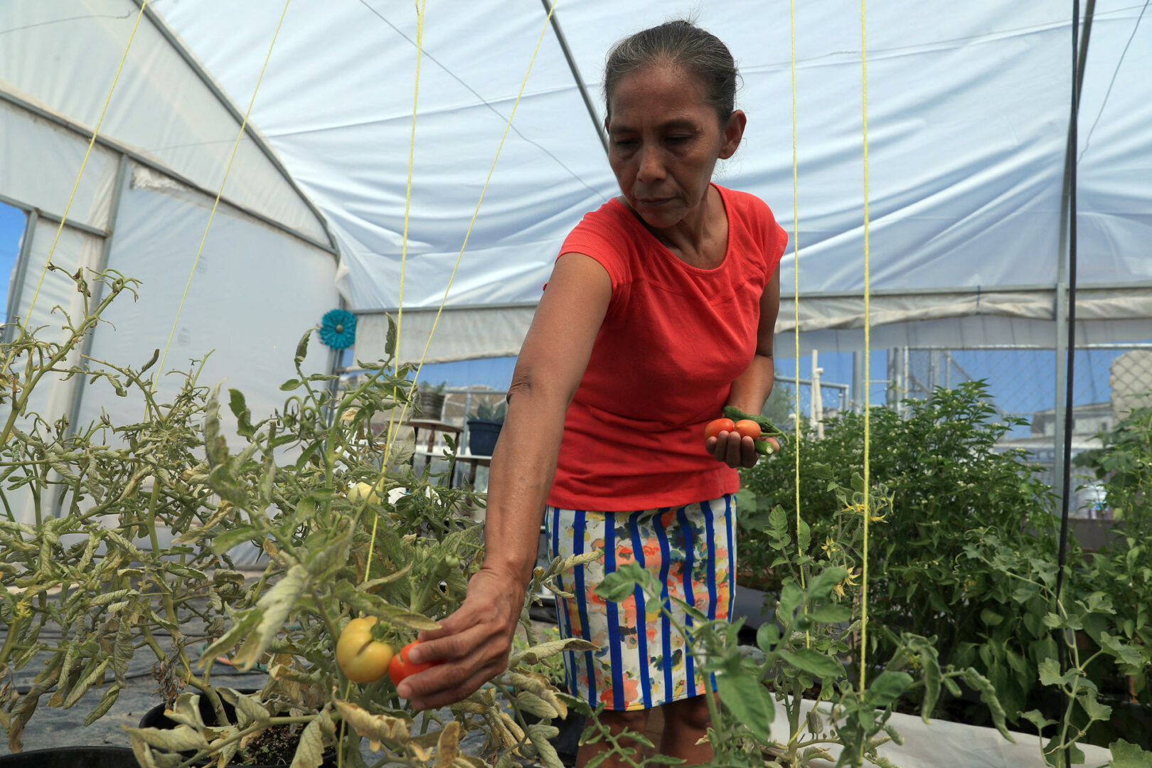 Migrantes atrapados en la frontera norte de México están cultivando sus propios alimentos