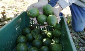 Estados Unidos permitirá la entrada de aguacate Hass proveniente de Guatemala