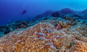 Investigadores descubren el coral más grande del mundo en las Islas Salomón