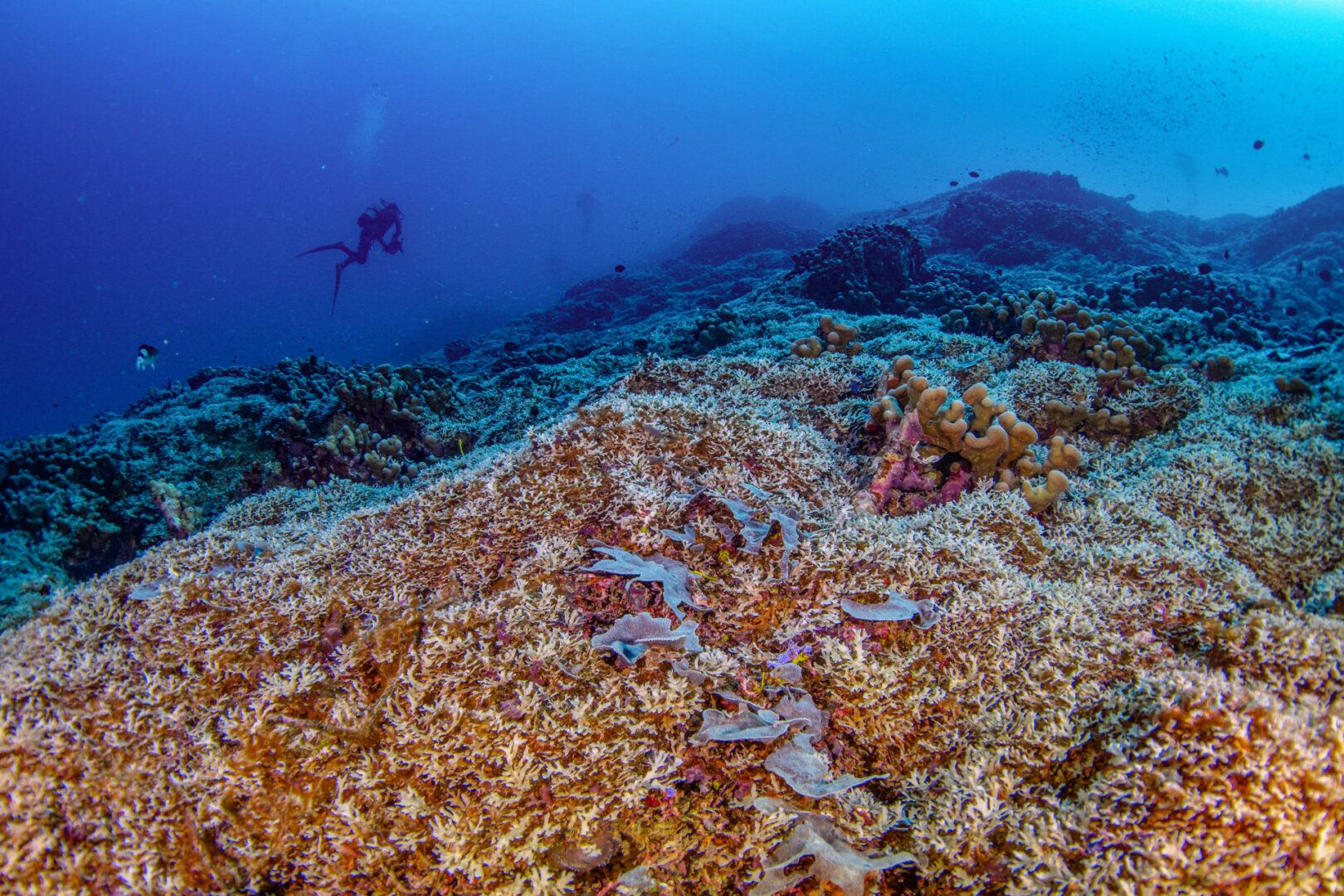 Investigadores descubren el coral más grande del mundo en las Islas Salomón