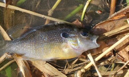 200 peces muertos encontrados en el canal recreativo de una ciudad de Alabama