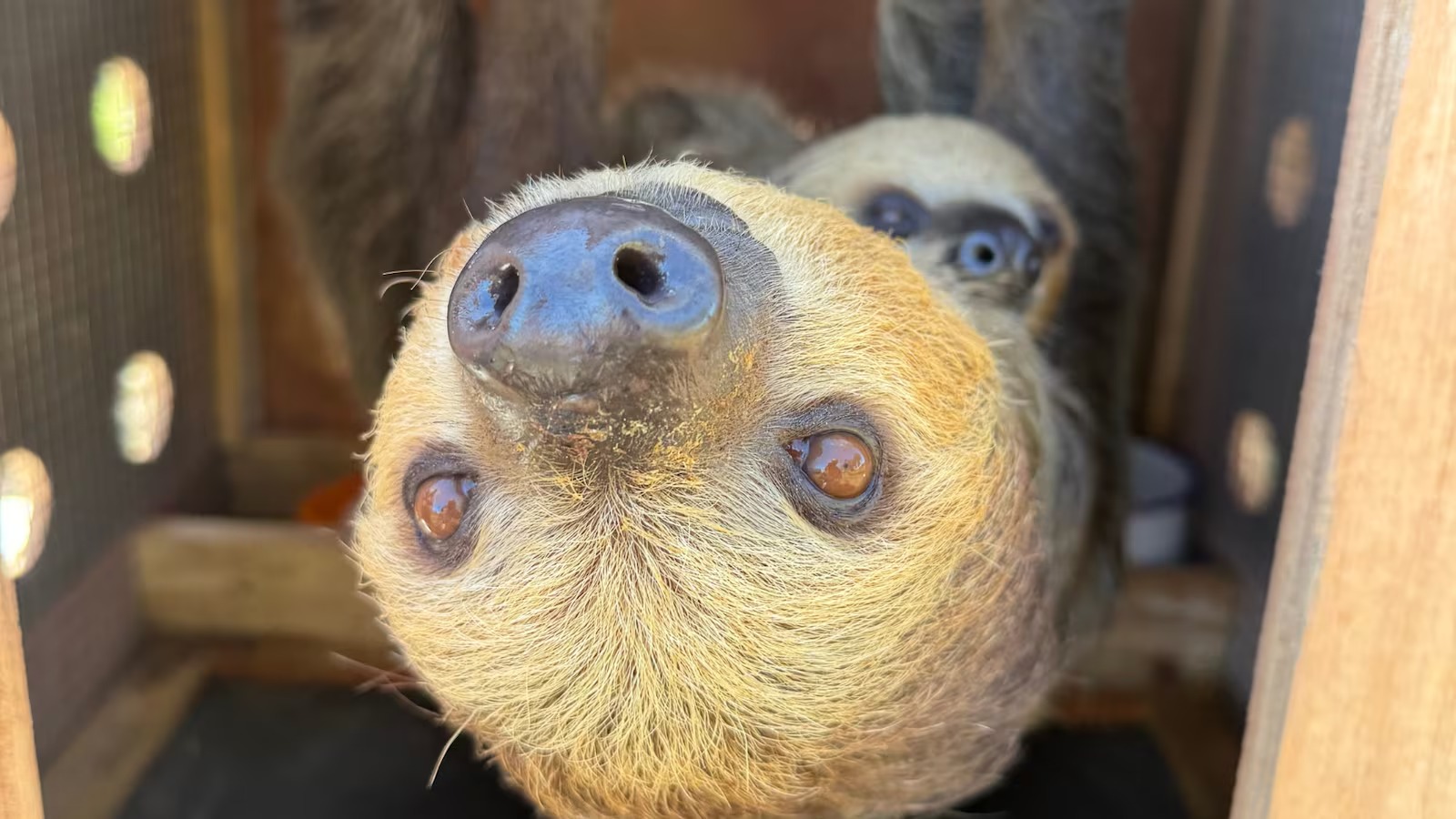 Animales salvajes exóticos y leyendas deportivas de Alabama en la feria Flip de Trussville