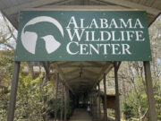 Fallece Coosa, primer embajador educativo del Centro de Vida Silvestre de Alabama Fallece Coosa, primer embajador educativo del Centro de Vida Silvestre de Alabama