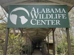 Fallece Coosa, primer embajador educativo del Centro de Vida Silvestre de Alabama Fallece Coosa, primer embajador educativo del Centro de Vida Silvestre de Alabama