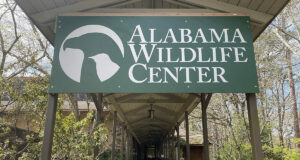 Fallece Coosa, primer embajador educativo del Centro de Vida Silvestre de Alabama Fallece Coosa, primer embajador educativo del Centro de Vida Silvestre de Alabama