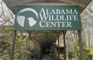 Fallece Coosa, primer embajador educativo del Centro de Vida Silvestre de Alabama Fallece Coosa, primer embajador educativo del Centro de Vida Silvestre de Alabama