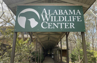Fallece Coosa, primer embajador educativo del Centro de Vida Silvestre de Alabama Fallece Coosa, primer embajador educativo del Centro de Vida Silvestre de Alabama