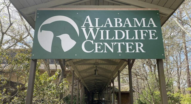 Fallece Coosa, primer embajador educativo del Centro de Vida Silvestre de Alabama Fallece Coosa, primer embajador educativo del Centro de Vida Silvestre de Alabama