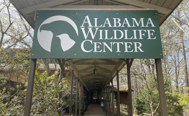 Fallece Coosa, primer embajador educativo del Centro de Vida Silvestre de Alabama