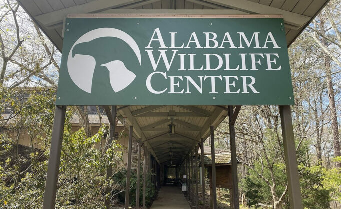 Fallece Coosa, primer embajador educativo del Centro de Vida Silvestre de Alabama Fallece Coosa, primer embajador educativo del Centro de Vida Silvestre de Alabama