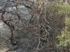 Hallan restos óseos en un incendio forestal en Birmingham Hallan restos óseos en un incendio forestal en Birmingham