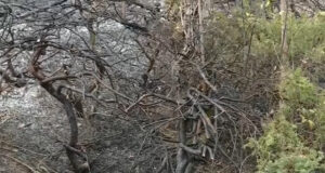 Hallan restos óseos en un incendio forestal en Birmingham Hallan restos óseos en un incendio forestal en Birmingham