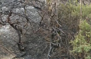 Hallan restos óseos en un incendio forestal en Birmingham Hallan restos óseos en un incendio forestal en Birmingham