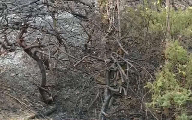 Hallan restos óseos en un incendio forestal en Birmingham