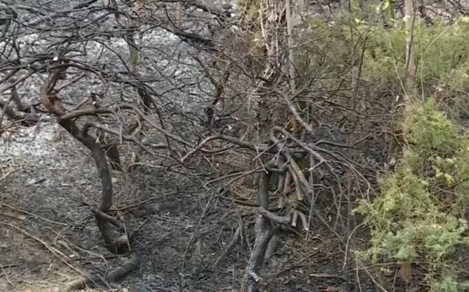 Hallan restos óseos en un incendio forestal en Birmingham Hallan restos óseos en un incendio forestal en Birmingham