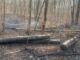 Incendios forestales queman cientos de acres en los condados de Shelby y Chilton Incendios forestales queman cientos de acres en los condados de Shelby y Chilton
