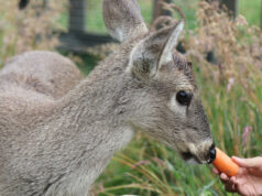 Angelita, una cría de venado, representa la resiliencia luego de los incendios en Ecuador Angelita, una cría de venado, representa la resiliencia luego de los incendios en Ecuador