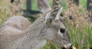 Angelita, una cría de venado, representa la resiliencia luego de los incendios en Ecuador Angelita, una cría de venado, representa la resiliencia luego de los incendios en Ecuador