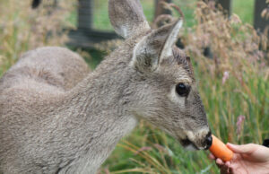 Angelita, una cría de venado, representa la resiliencia luego de los incendios en Ecuador Angelita, una cría de venado, representa la resiliencia luego de los incendios en Ecuador