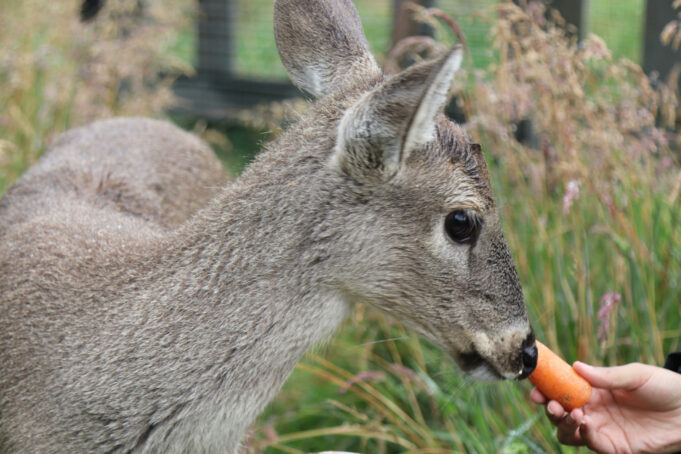 Angelita, una cría de venado, representa la resiliencia luego de los incendios en Ecuador Angelita, una cría de venado, representa la resiliencia luego de los incendios en Ecuador