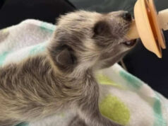 Alabama propone ley que permite ayudar a fauna silvestre herida Alabama propone ley que permite ayudar a fauna silvestre herida