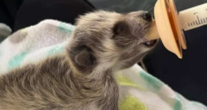 Alabama propone ley que permite ayudar a fauna silvestre herida Alabama propone ley que permite ayudar a fauna silvestre herida