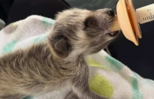 Alabama propone ley que permite ayudar a fauna silvestre herida Alabama propone ley que permite ayudar a fauna silvestre herida