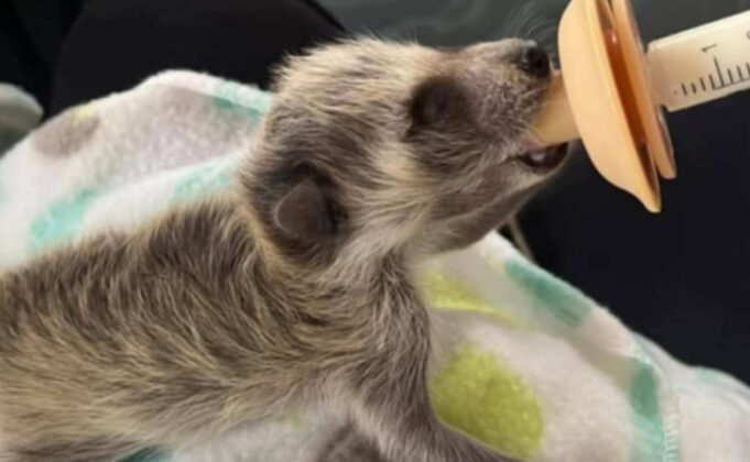 Alabama propone ley que permite ayudar a fauna silvestre herida Alabama propone ley que permite ayudar a fauna silvestre herida