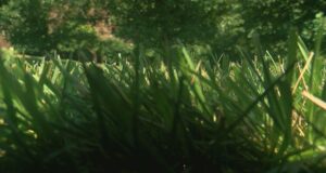 Paisajista fallece al caerle una cortadora de césped cerca de la I-65 Paisajista fallece al caerle una cortadora de césped cerca de la I-65