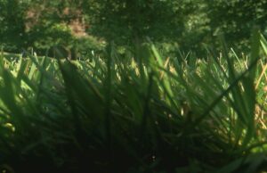 Paisajista fallece al caerle una cortadora de césped cerca de la I-65 Paisajista fallece al caerle una cortadora de césped cerca de la I-65