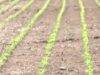 USDA declara zonas de desastre para muchos condados de Alabama tras la sequía USDA declara zonas de desastre para muchos condados de Alabama tras la sequía