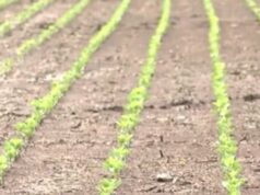 USDA declara zonas de desastre para muchos condados de Alabama tras la sequía USDA declara zonas de desastre para muchos condados de Alabama tras la sequía
