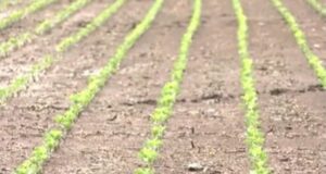 USDA declara zonas de desastre para muchos condados de Alabama tras la sequía USDA declara zonas de desastre para muchos condados de Alabama tras la sequía