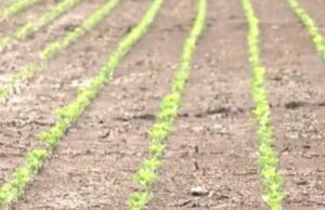 USDA declara zonas de desastre para muchos condados de Alabama tras la sequía USDA declara zonas de desastre para muchos condados de Alabama tras la sequía