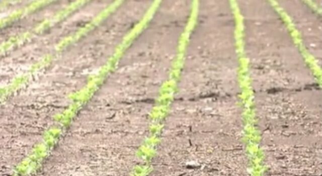 USDA declara zonas de desastre para muchos condados de Alabama tras la sequía USDA declara zonas de desastre para muchos condados de Alabama tras la sequía