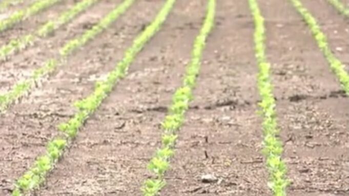 USDA declara zonas de desastre para muchos condados de Alabama tras la sequía USDA declara zonas de desastre para muchos condados de Alabama tras la sequía