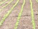 USDA declara zonas de desastre para muchos condados de Alabama tras la sequía USDA declara zonas de desastre para muchos condados de Alabama tras la sequía